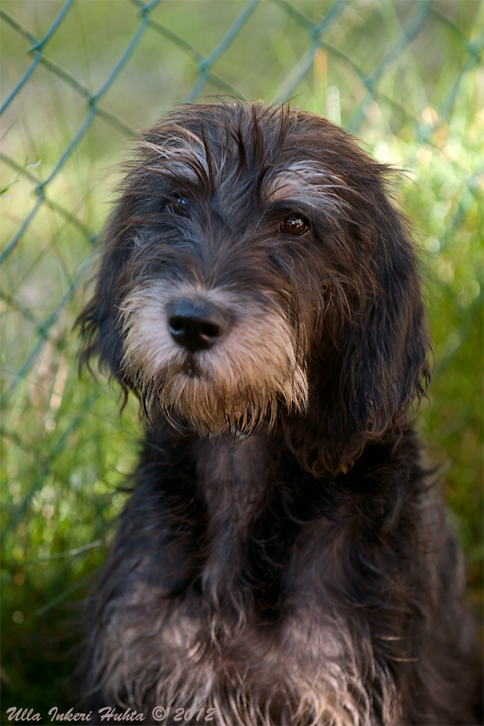 16/9 Haley, 5 months old Griffon Nivernais