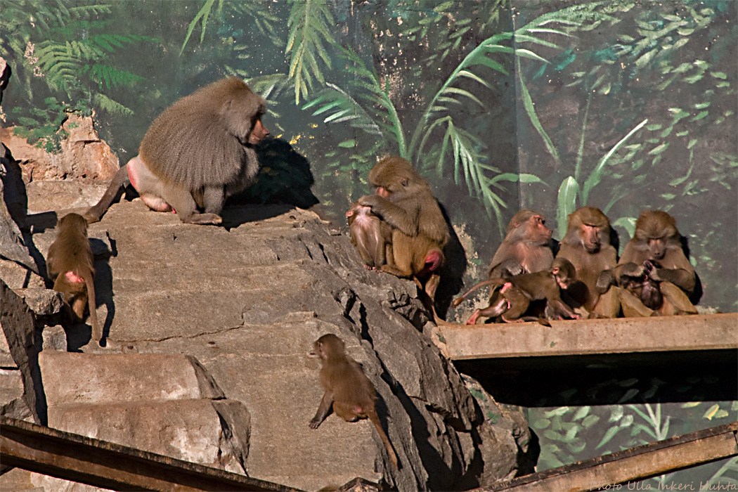 baboons 700.jpg