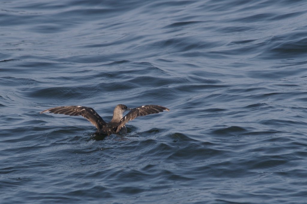 Puffin des Baleares