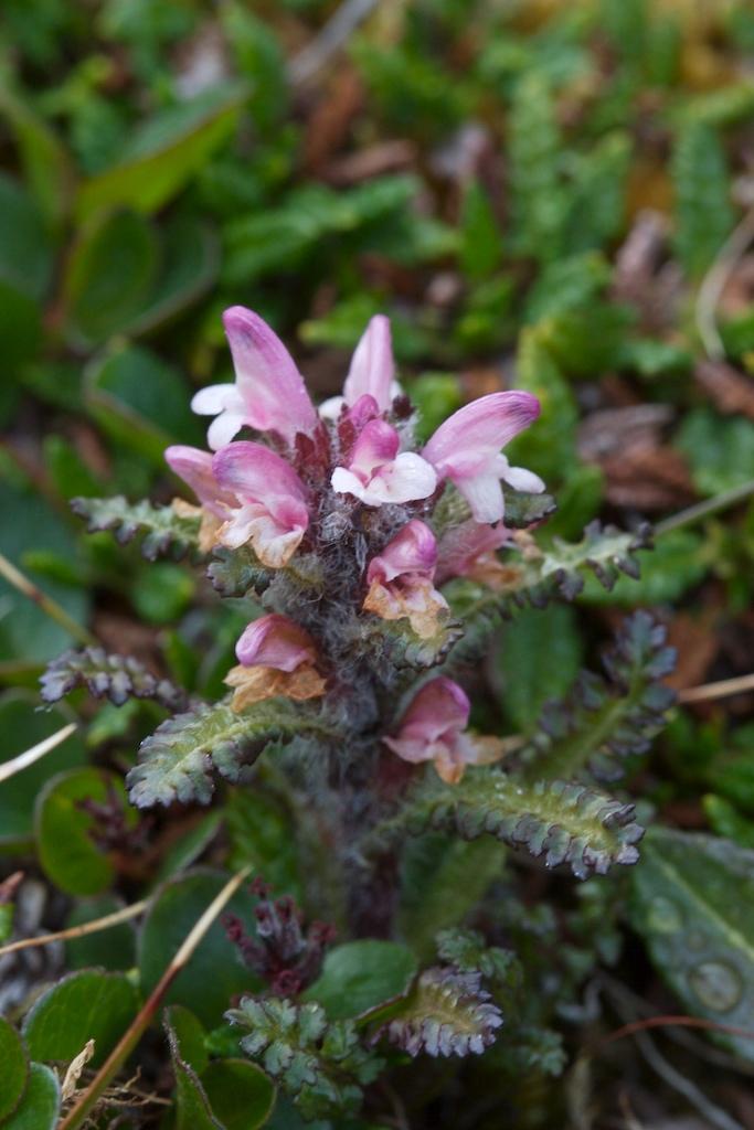 Pedicularis hirsuta