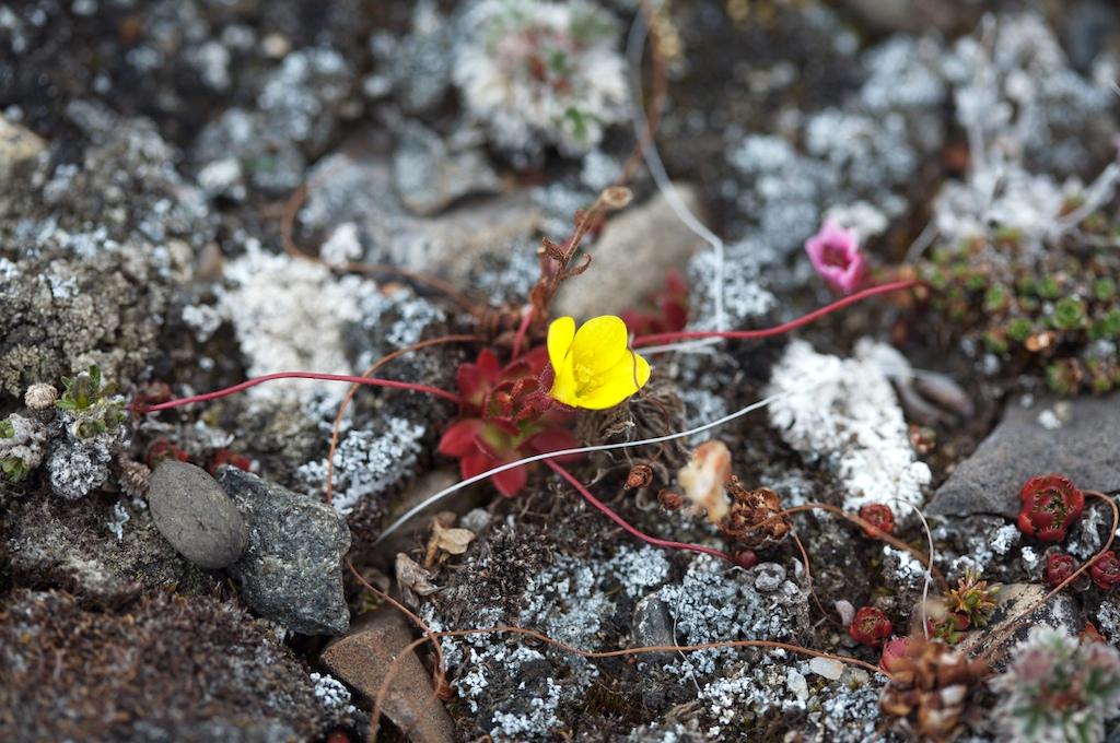 Saxifraga flagellaris