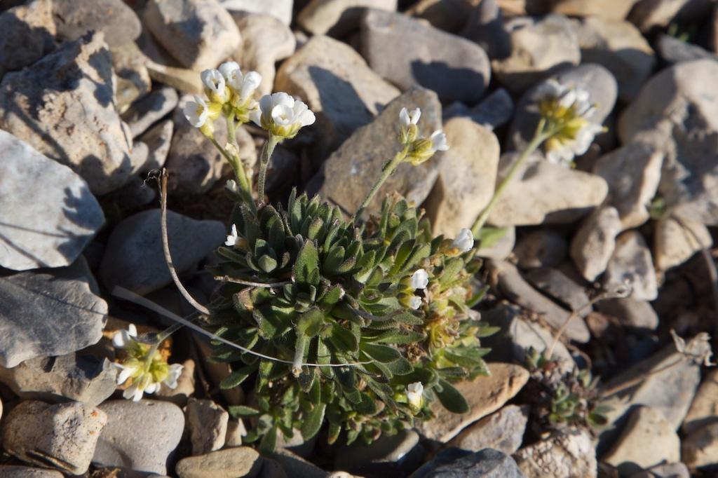 Draba norvegica