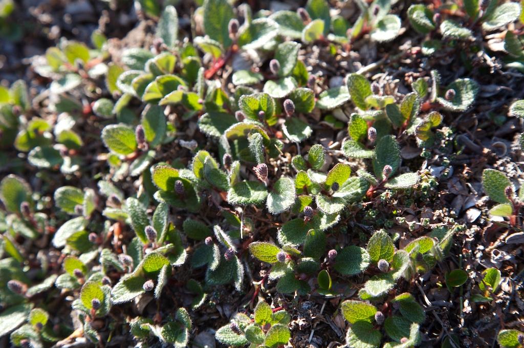 Salix reticulata