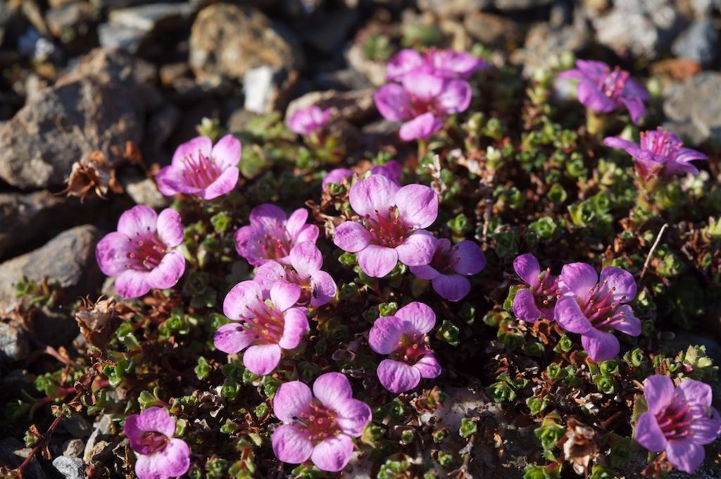 Saxifraga oppositifolia