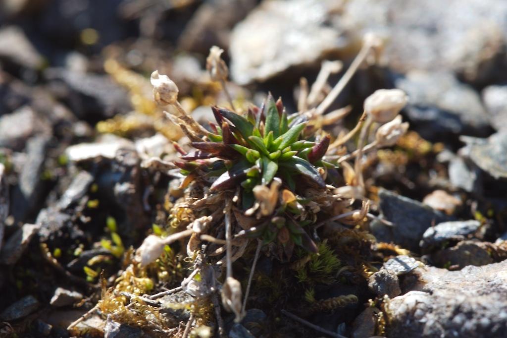 Minuartia