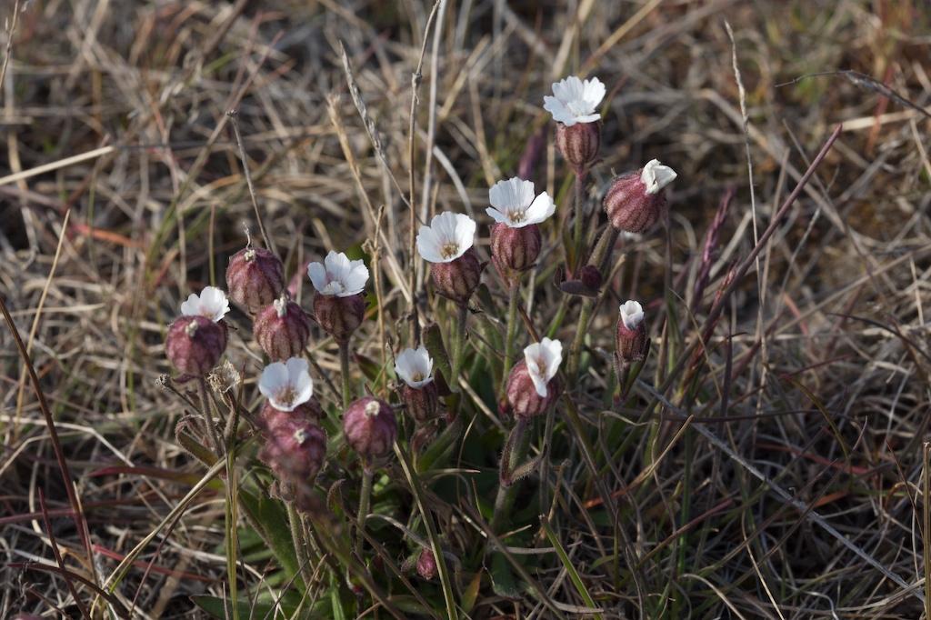 Silene furcata