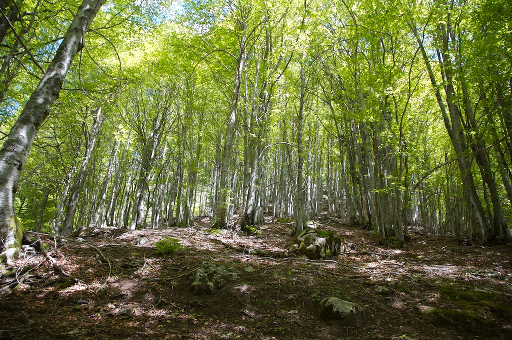 Bois du Braca dAzuns