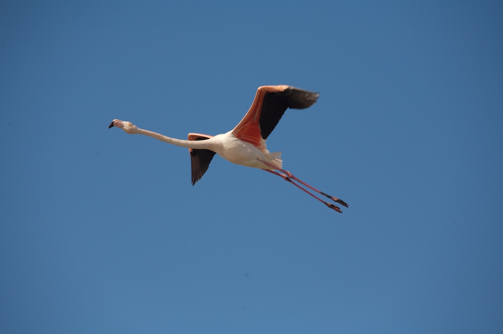 Flamant rose