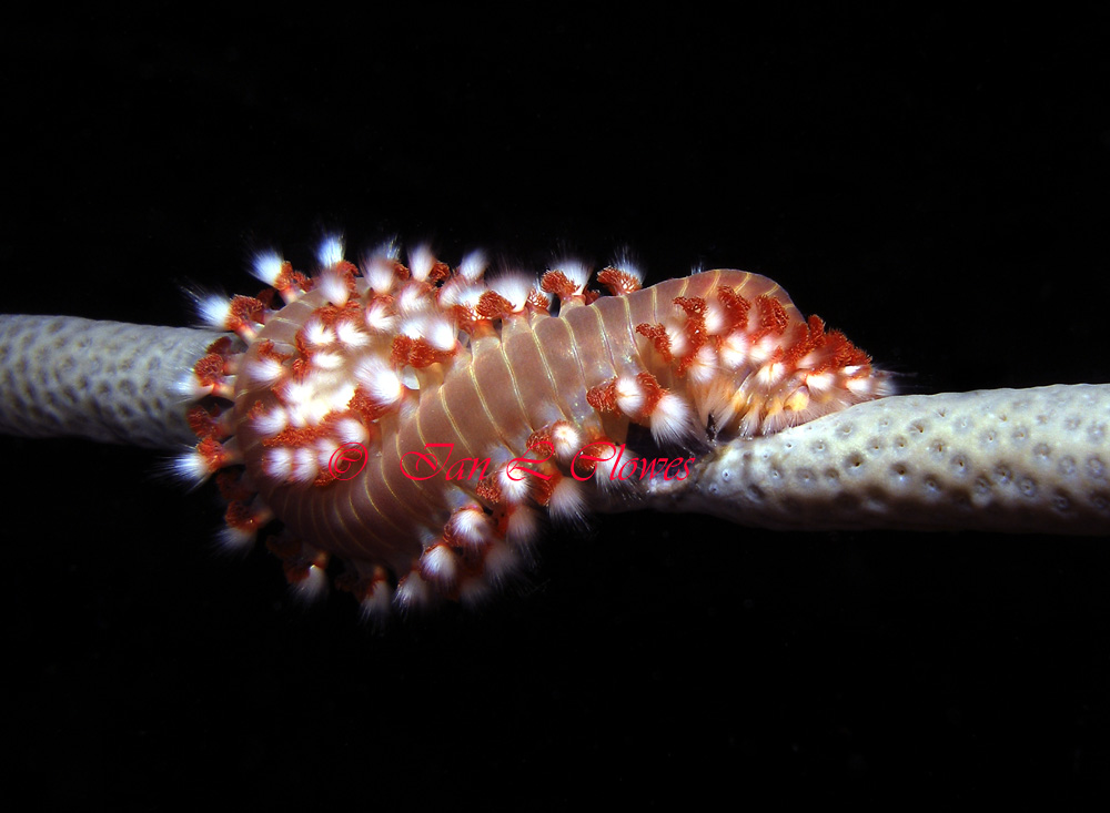 bearded fireworm