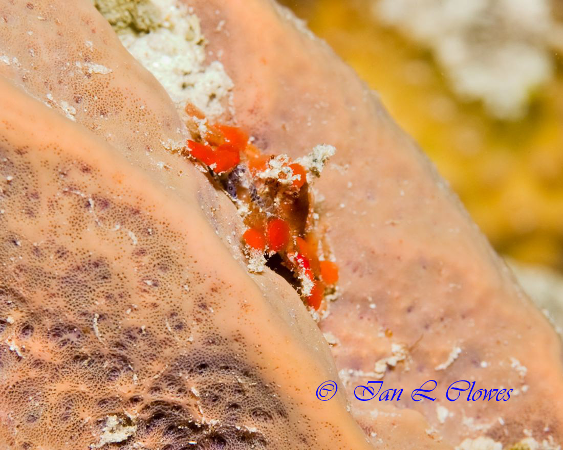 Cryptic teardrop Crab