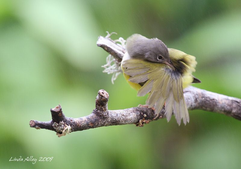 mourning warbler female