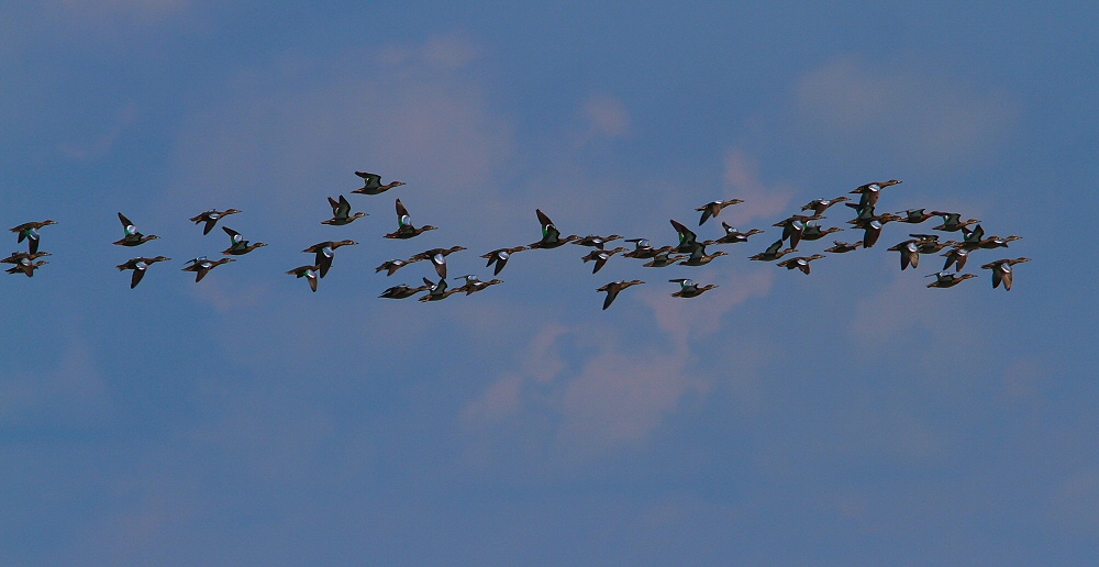 IMG_1331 blue-winged teal.jpg