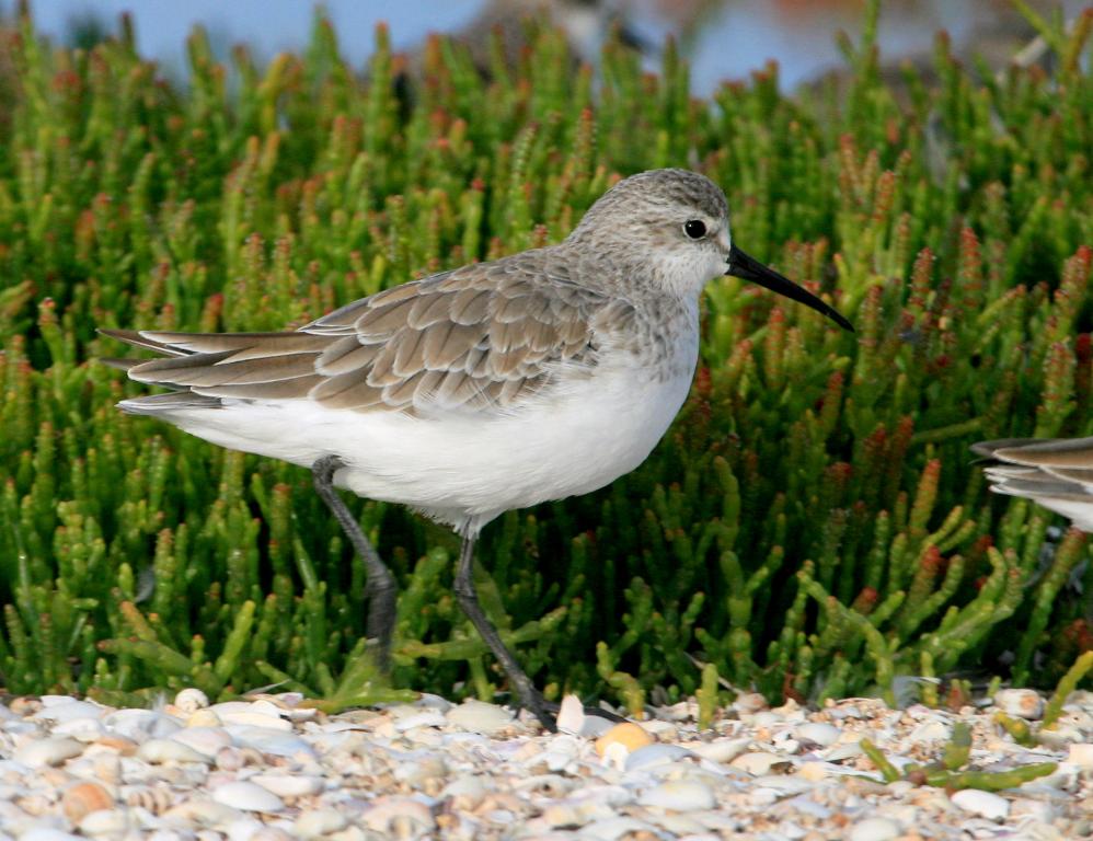 Curlew Sandpiper