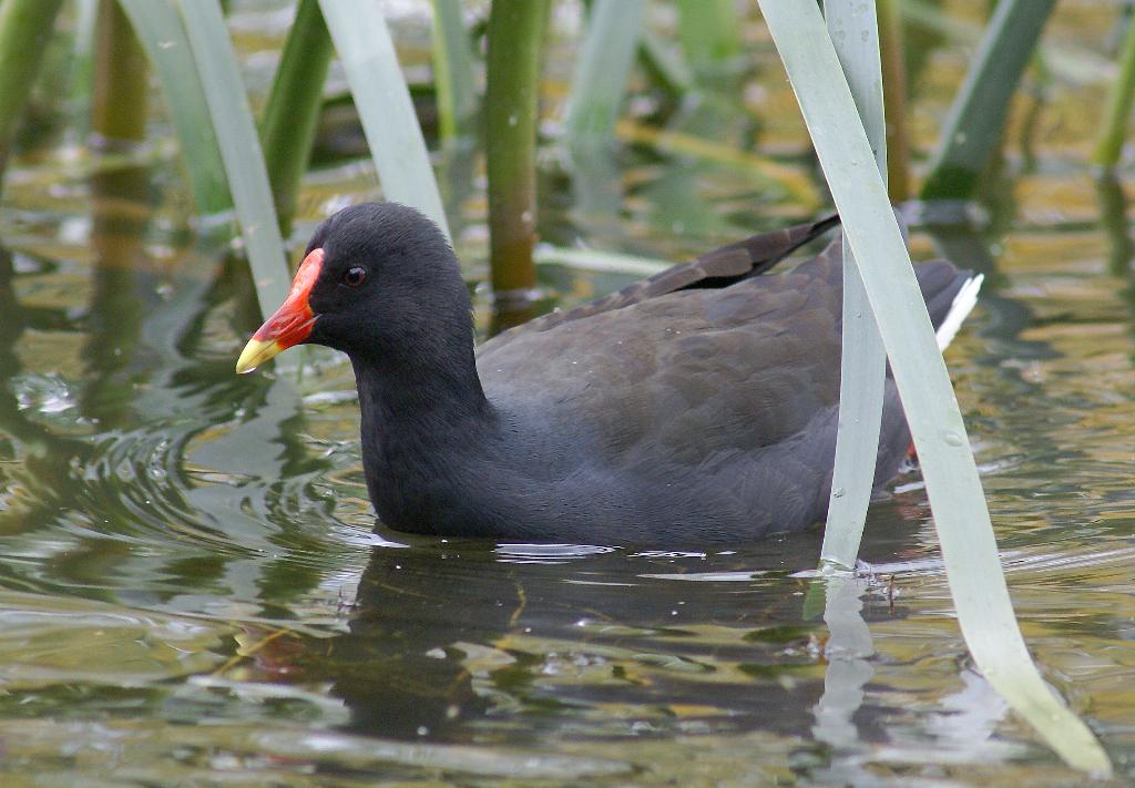 Dusky Moorhen