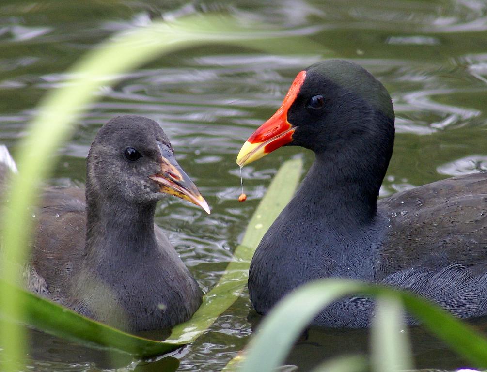 Dusky Moorhen
