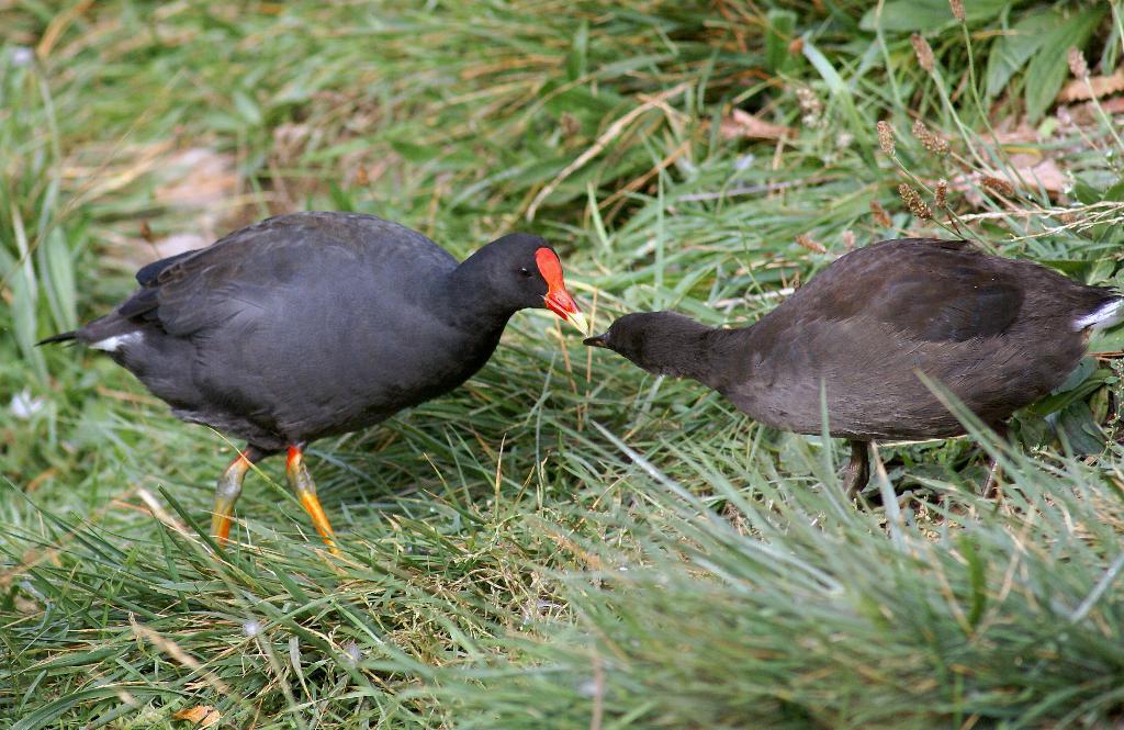 Dusky Moorhen