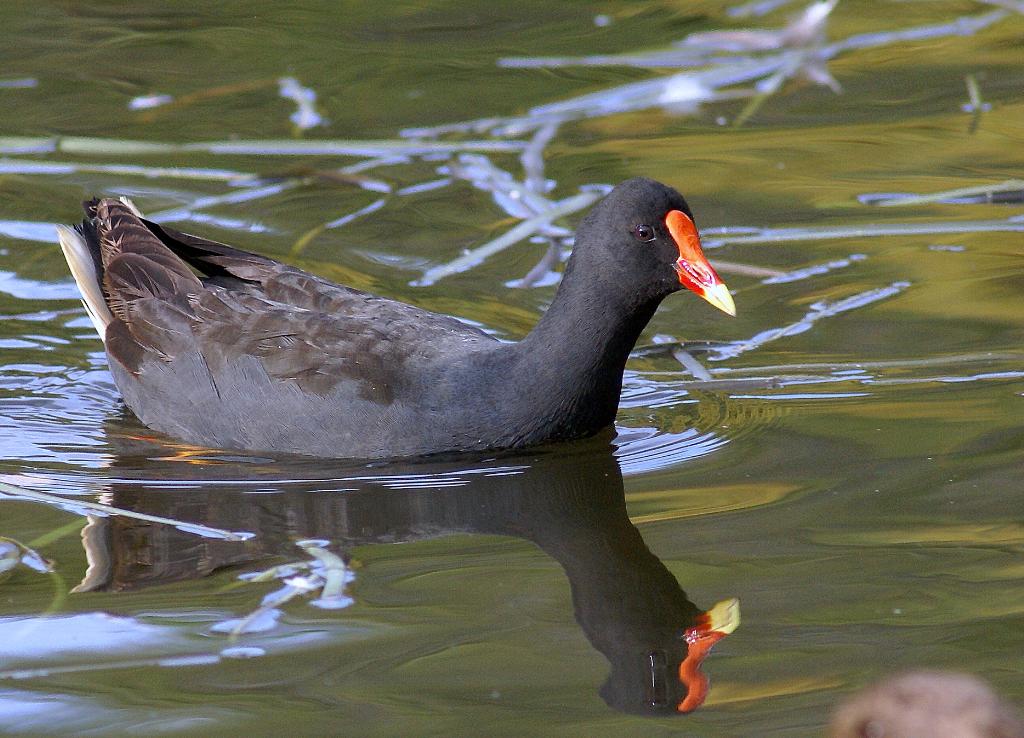 Dusky Moorhen
