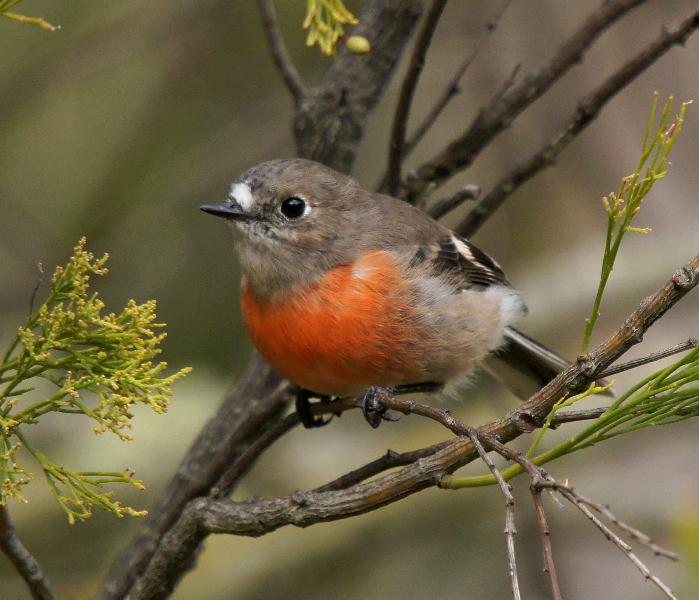 Scarlet Robin