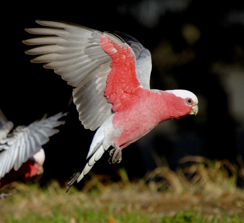 Galah
