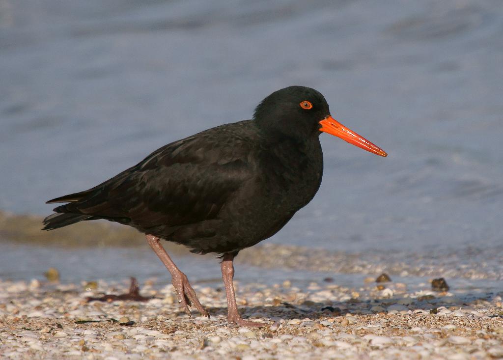 Sooty Oystercatcher
