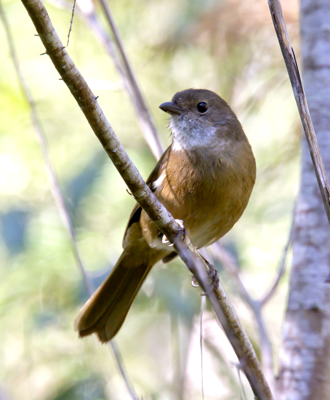 Olive Whistler