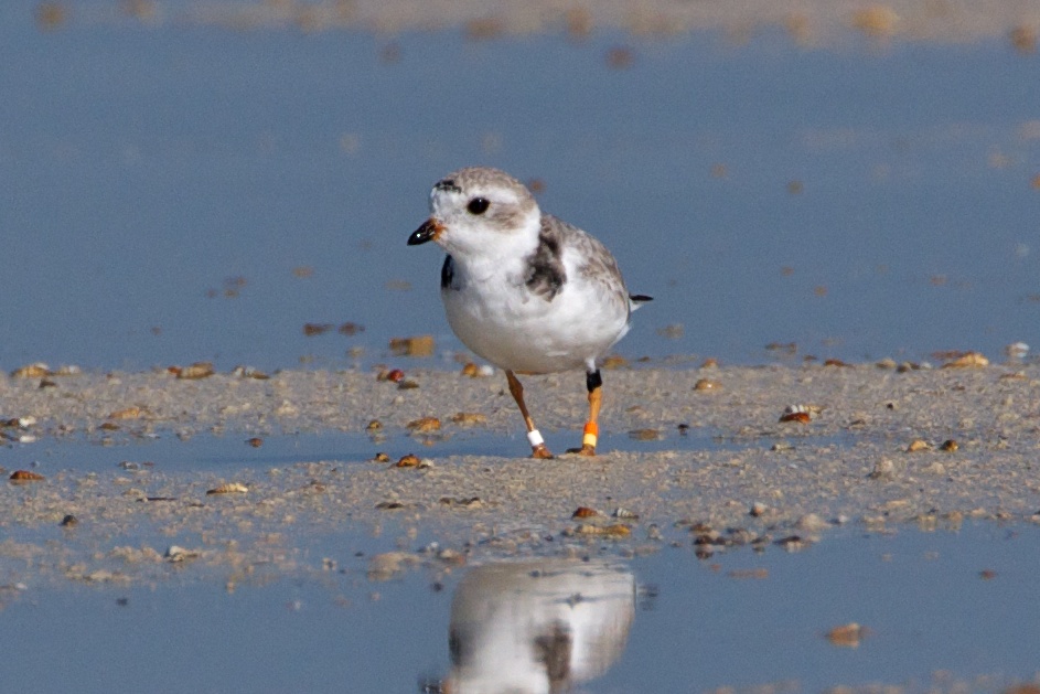 Piping Plover, band ZO Y-W, 2011-02-23 09:13