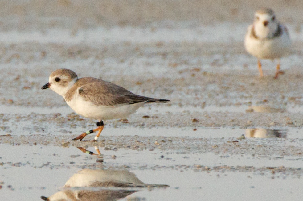 Piping Plover, band ZW-BLK LG, 2011-02-24 07:21