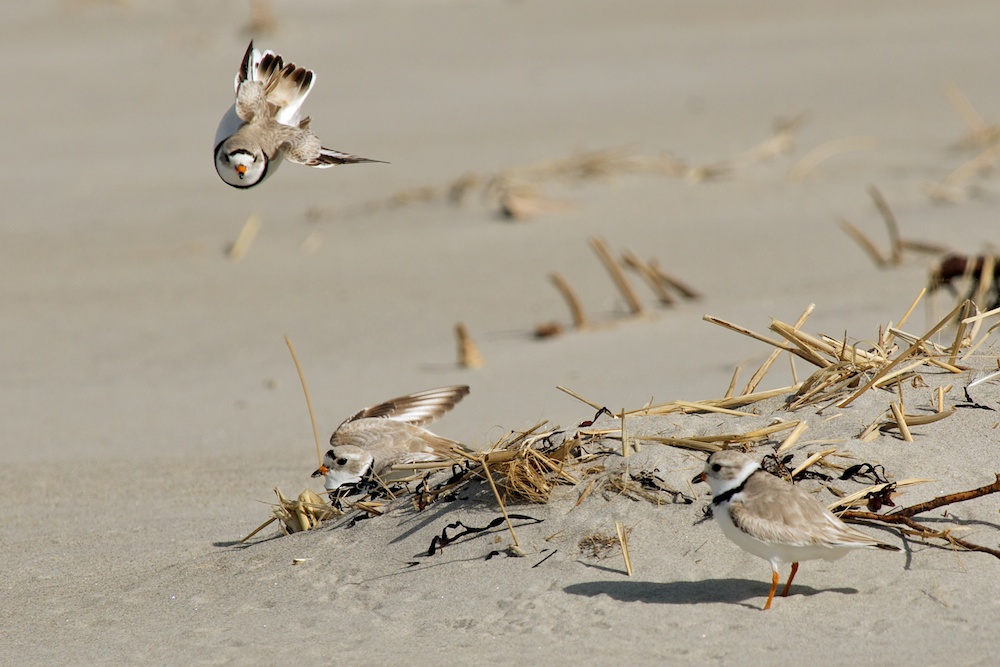 Piping Plovers