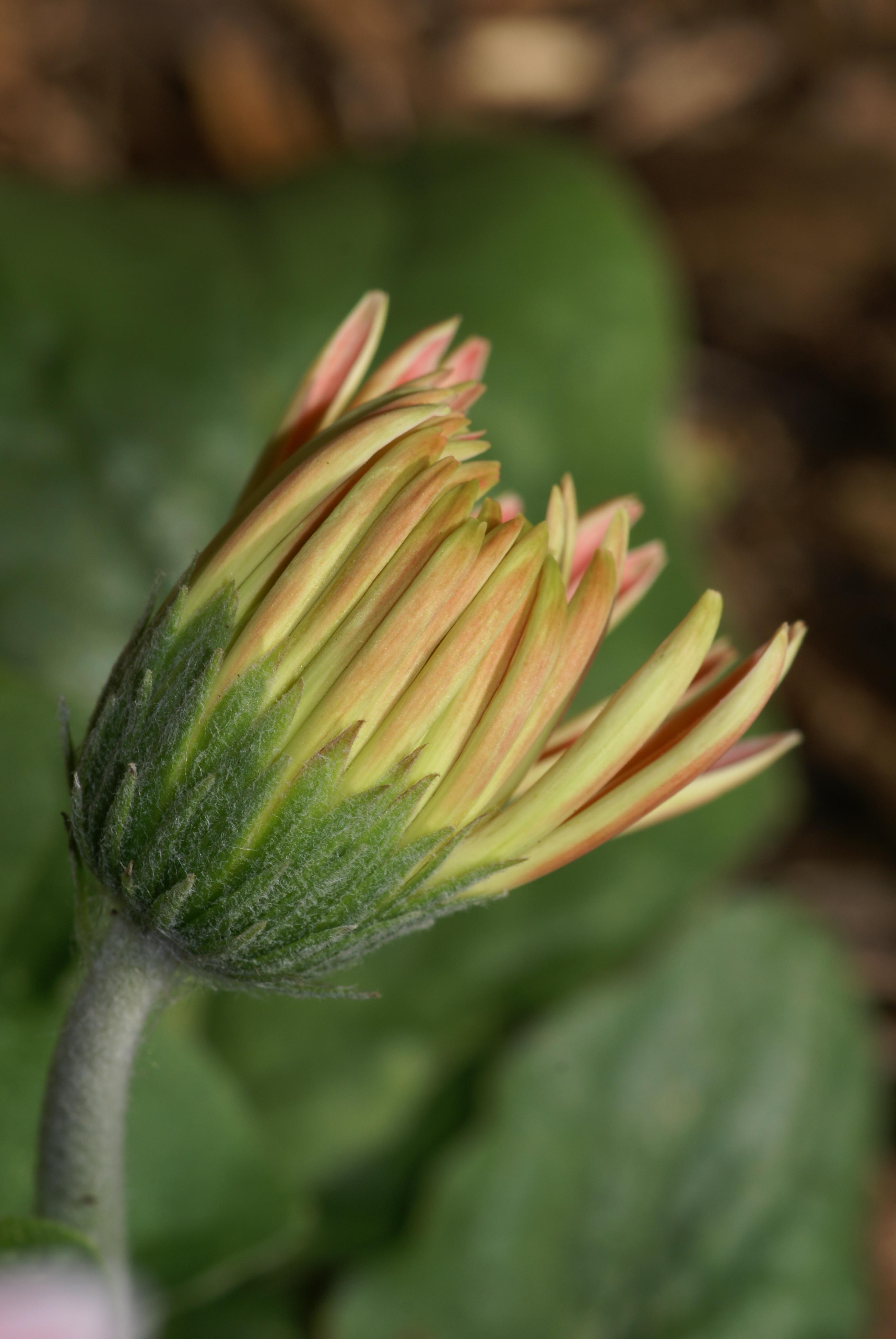 Gerber Daisy