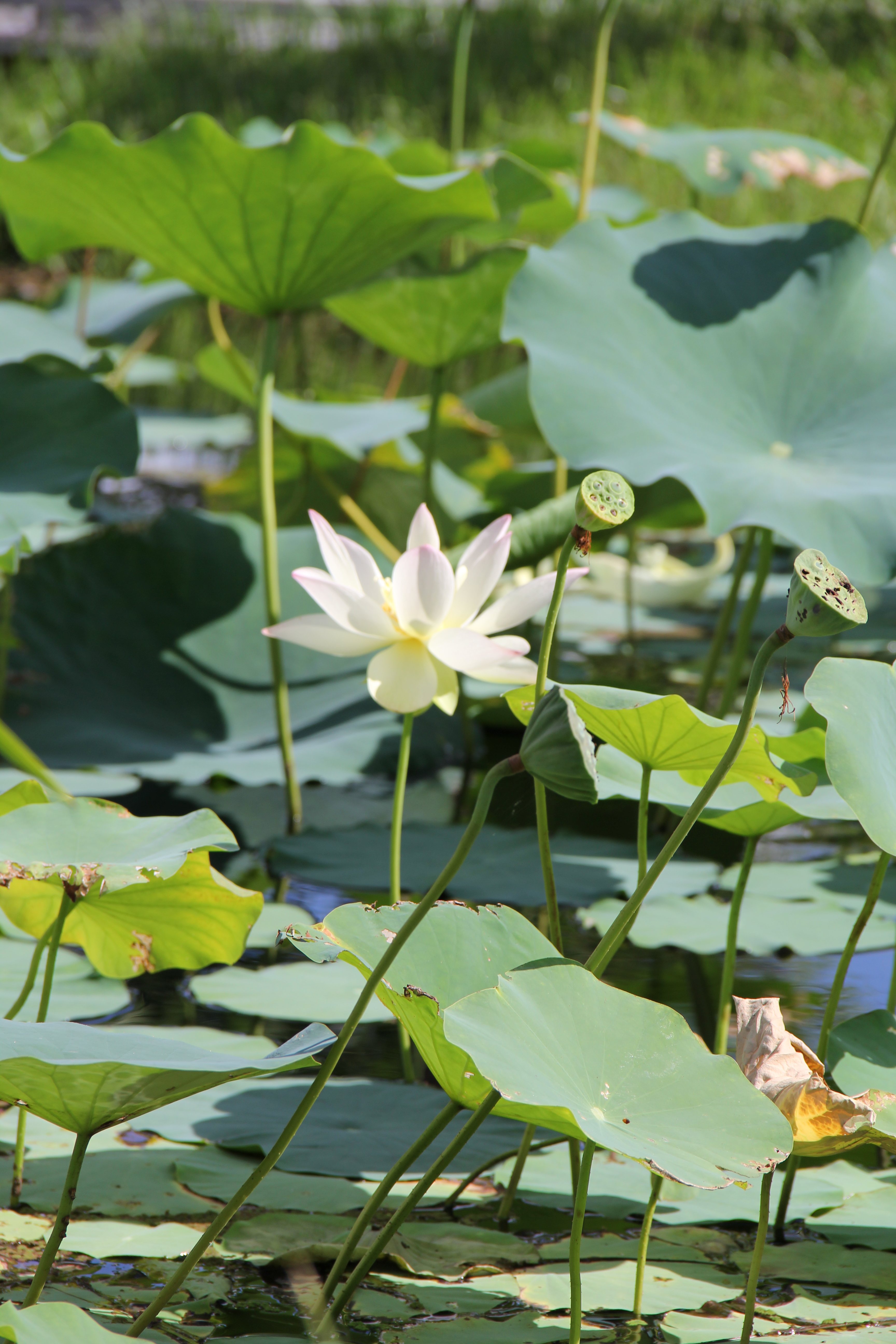 Naples Botanical Gardens