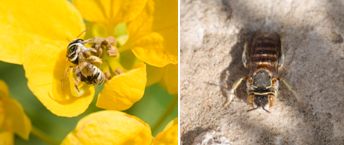 Halictidae - Sweat Bees (family): 9 species