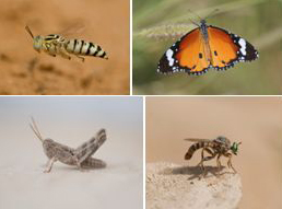 INSECTA - insects (class): 570 species