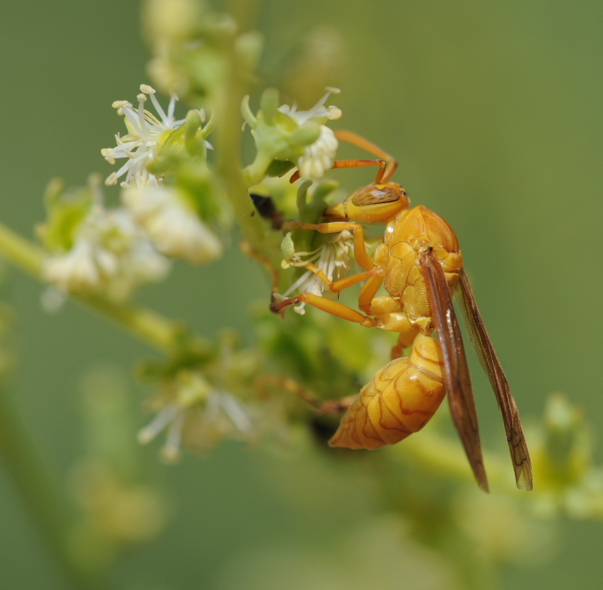 19. Polistes wattii (Cameron, 1900)