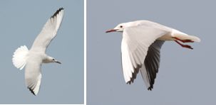 Laridae - gulls, terns and skimmers (family): 26 species
