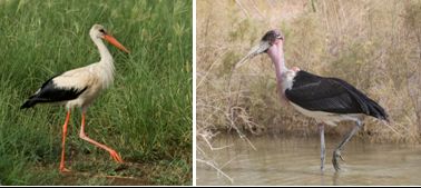 Ciconiidae - storks: 1 species