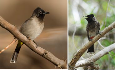 Pycnonotidae - bulbuls (family) 3 species