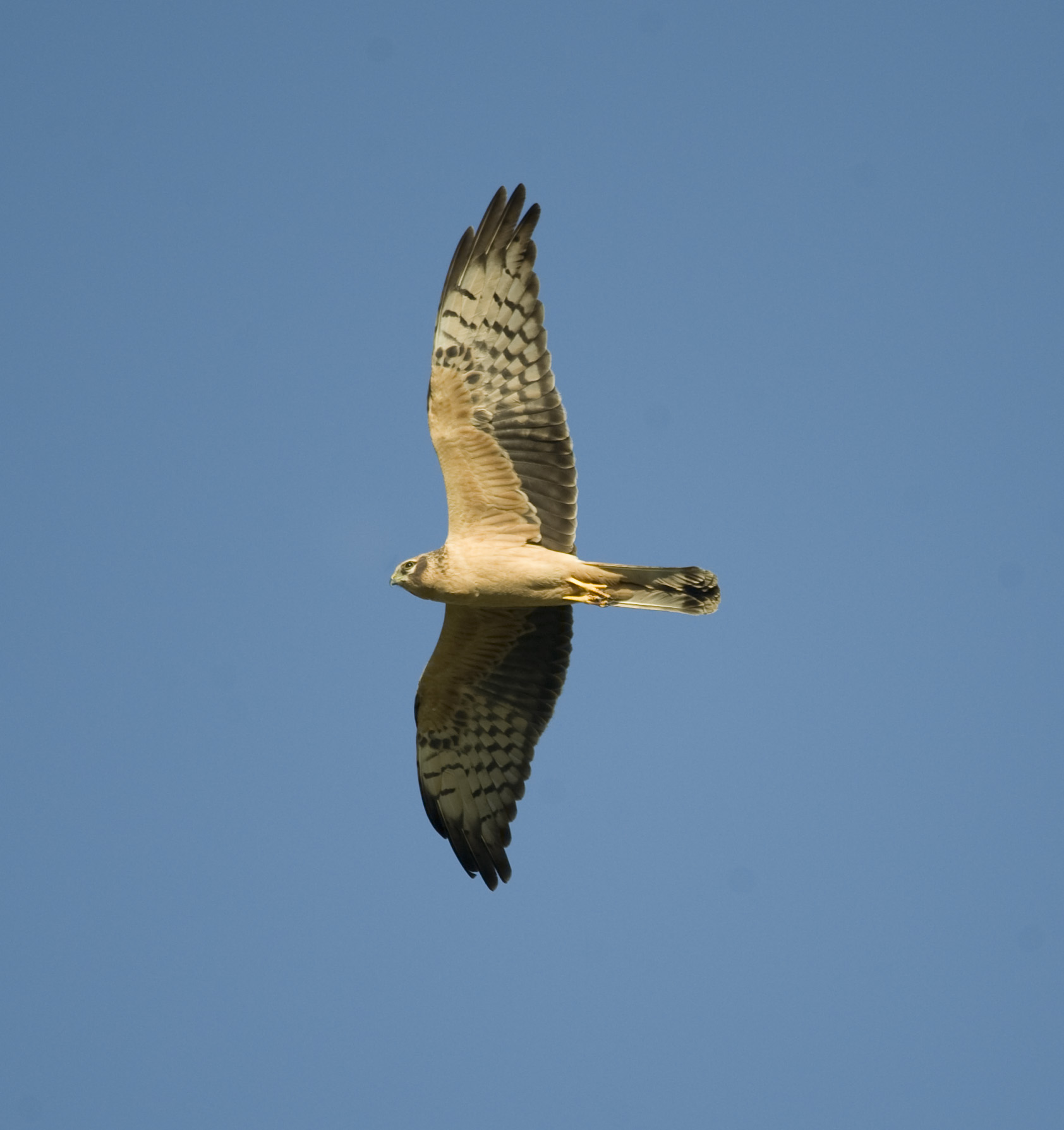 10. Montagus Harrier - Circus pygargus (juvenile)