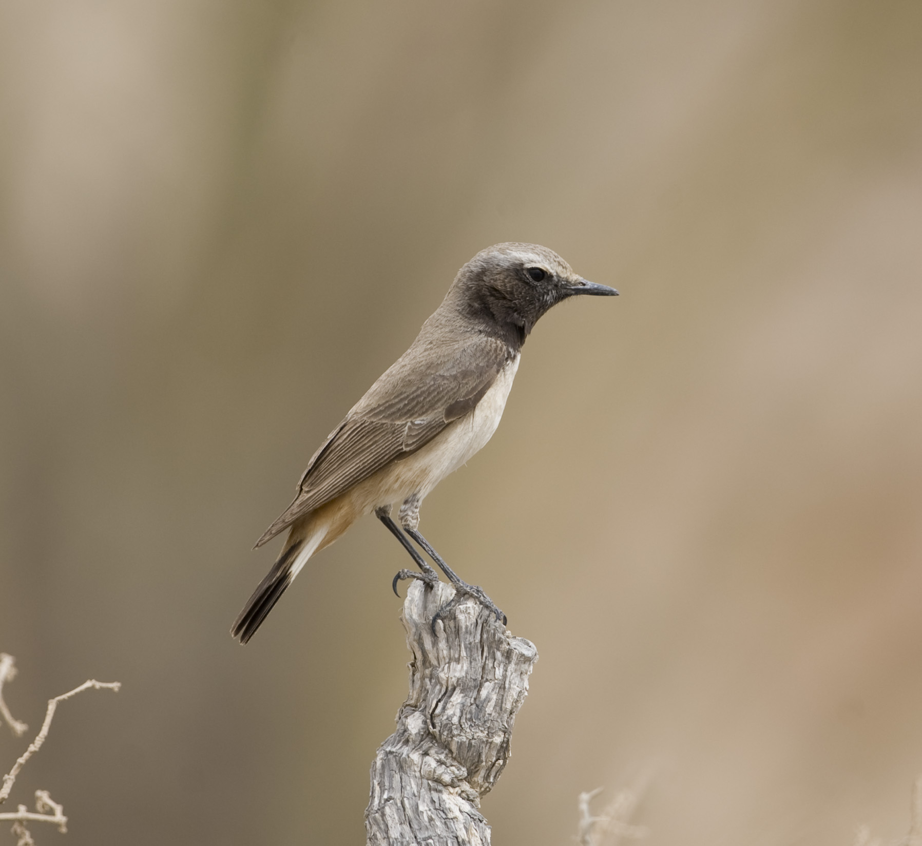 29. Kurdistan Wheatear - Oenanthe xanthoprymna