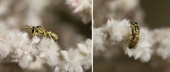 Colletidae - Plasterer Bees (family): 4 species