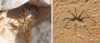 Lycosidae - Wolf Spiders: 4 species