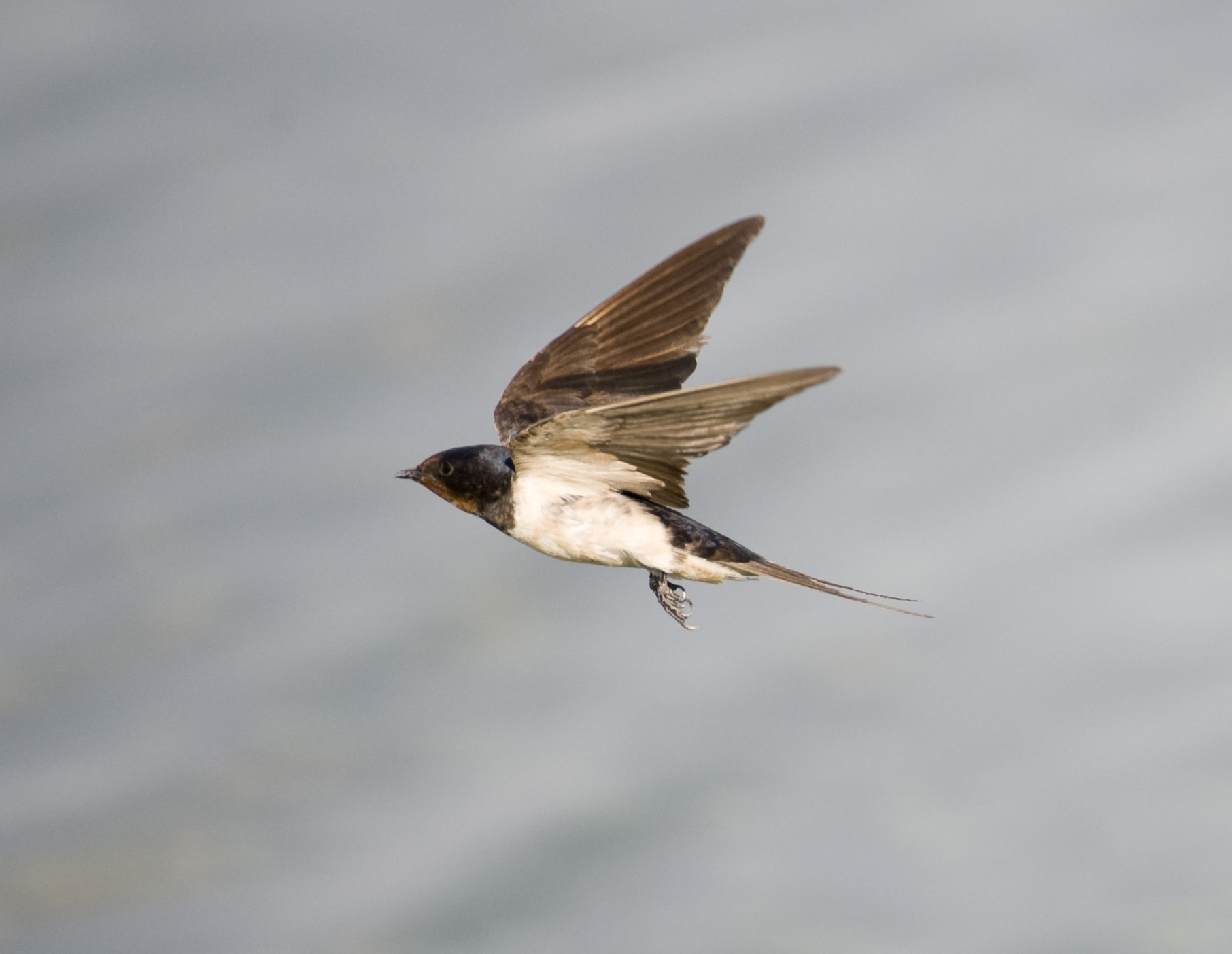 5. Barn Swallow - Hirundo rustica (Linnaeus, 1758)