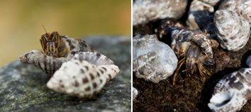 Diogenidae - (a family of hermit crabs): 1 species