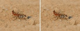 Therevidae - Stiletto Flies (family): 2 species