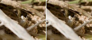 Oxyopidae - Lynx Spiders (family): 4 species