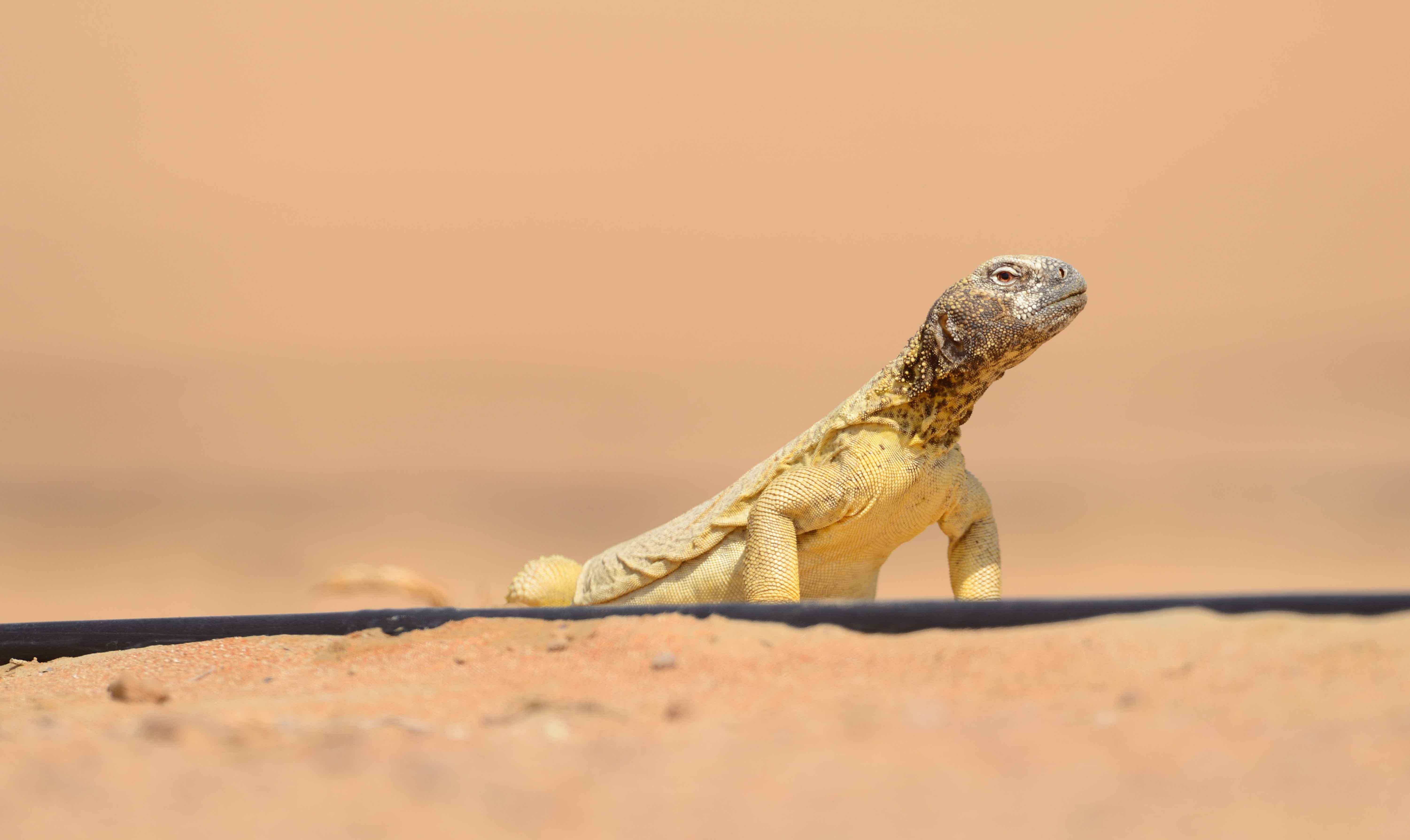 4. Spiny-tailed Lizard - Uromastyx aegyptia microlepis
