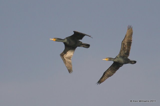 Double-crested Cormorant -non breeding, Yahola Lake, Tulsa Co, OK 3-21-09.jpg