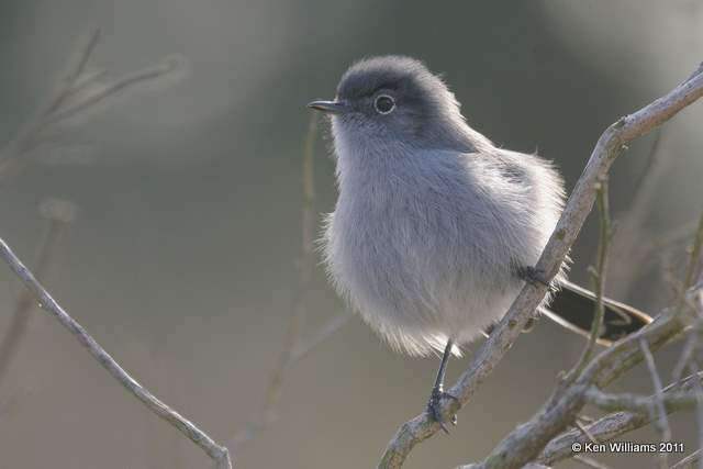 California Gnatcatcher, Torrey Pines SP annex, CA, 12-11-08, RL 2131.jpg