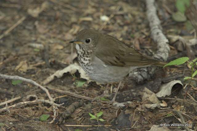 Gray-cheeked Thrush, Magee Marsh, OH, 5-13-10  JL2 5125.jpg