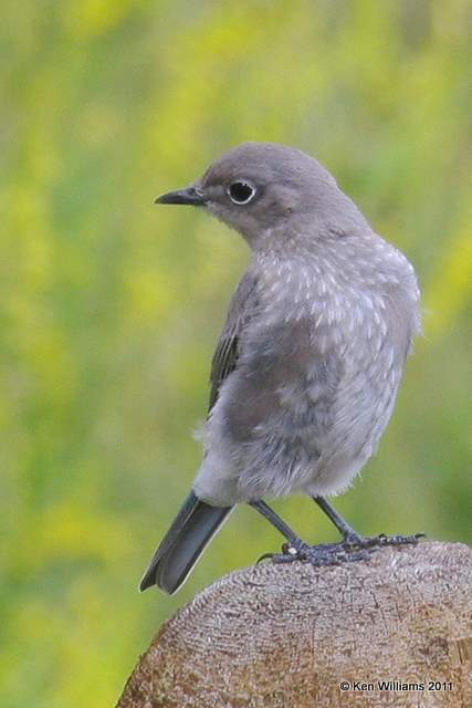 Mountain Bluebird - juvenile, Eagle Nest, NM, 8-24-08 RL 8468.jpg