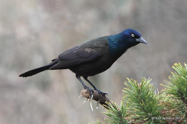 Common Grackle male, Owasso Backyard, OK 3-11-10 RL 0472.jpg